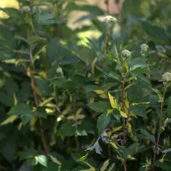 FILIPENDULA ulmaria 'Variegata'