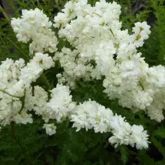 FILIPENDULA vulgaris 'Multiplex' - Reine des Prés