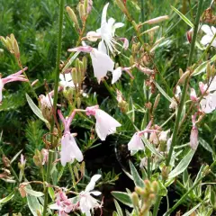 GAURA lindheimeri 'Corrie’s Gold' - Gaura de Linheimer