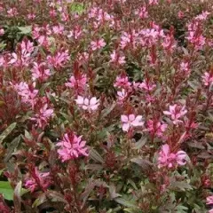 GAURA lindheimeri 'Crimson Butterflies®