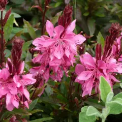 GAURA lindheimeri 'Crimson Butterflies®