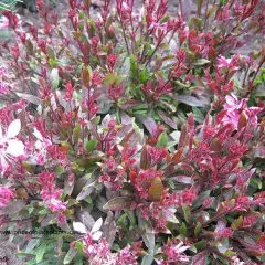 GAURA lindheimeri 'Crimson Butterflies®