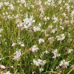 GAURA lindheimeri 'Madonna' ®