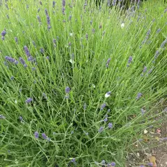 LAVANDULA angustifolia 'Hidcote'