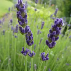 LAVANDULA angustifolia 'Hidcote'