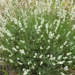 LAVANDULA angustifolia 'Alba'