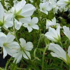 GERANIUM clarkei 'Kashmir White' - Géranium vivace