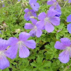 GERANIUM himalayense 'Irish Blue'