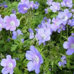 GERANIUM himalayense 'Irish Blue'