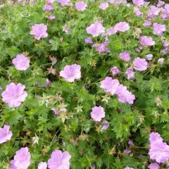 GERANIUM 'Blushing Turtle'