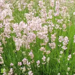 LAVANDULA angustifolia 'Rosea'