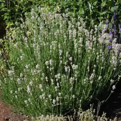 LAVANDULA angustifolia 'Rosea'