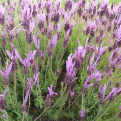 LAVANDULA stoechas 'Papillon'