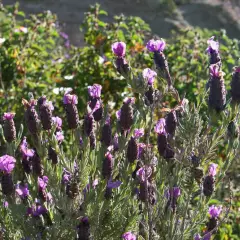 LAVANDULA stoechas 'Papillon'