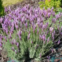 LAVANDULA stoechas 'Papillon'