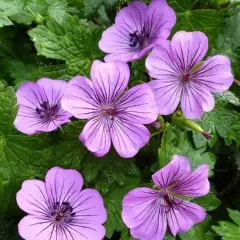 GERANIUM 'Pink Penny'®