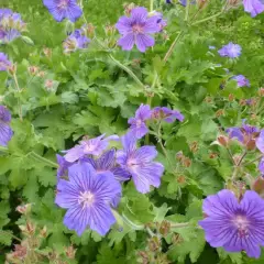 GERANIUM 'Sabani Blue' ® - Géranium vivace