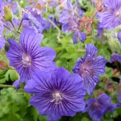 GERANIUM 'Sabani Blue' ® - Géranium vivace