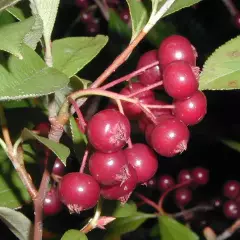 ARONIA arbutifolia - Aronie à feuilles d'arbousier