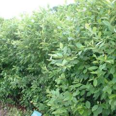 ARONIA arbutifolia - Aronie à feuilles d'arbousier