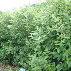 ARONIA arbutifolia - Aronie à feuilles d'arbousier