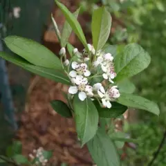 ARONIA arbutifolia - Aronie à feuilles d'arbousier