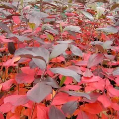 ARONIA arbutifolia - Aronie à feuilles d'arbousier