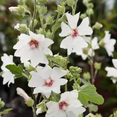 LAVATERA 'Barnsley' - Lavatère maritime 'Barnsley'