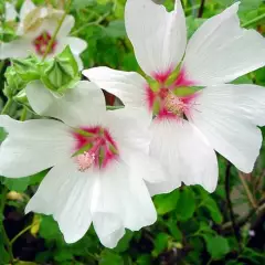 LAVATERA 'Barnsley' - Lavatère maritime 'Barnsley'