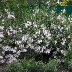 LAVATERA 'Barnsley' - Lavatère maritime 'Barnsley'