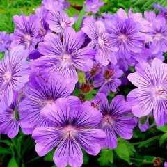 GERANIUM 'Stephanie' - Géranium vivace