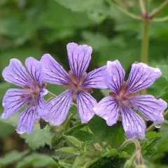 GERANIUM 'Stephanie' - Géranium vivace