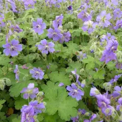 GERANIUM 'Terre Franche' - Géranium vivace