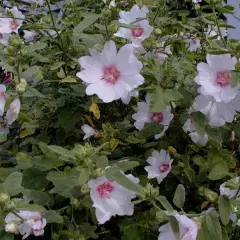 LAVATERA 'Baby Barnsley'® - Lavatère naine 'Baby barnsley'