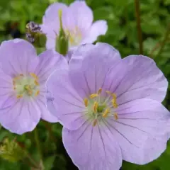 GERANIUM maculatum 'Vickie Lynn' - Géranium vivace