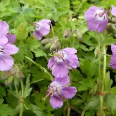 GERANIUM monacense 'Claudine Dupont' - Géranium vivace