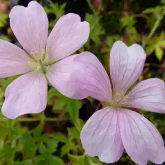 GERANIUM oxonianum 'Frank Lawley' - Géranium vivace