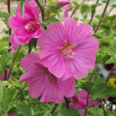 LAVATERA 'Burgundy Wine'