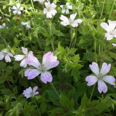 GERANIUM oxonianum 'Katherine Adele'