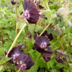 GERANIUM phaeum 'Angelina' - Géranium vivace