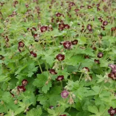 GERANIUM phaeum 'Angelina' - Géranium vivace