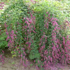 LESPEDEZA thunbergii - Lespedeza de Thunberg