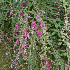 LESPEDEZA thunbergii - Lespedeza de Thunberg