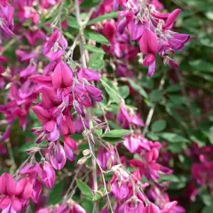 LESPEDEZA thunbergii - Lespedeza de Thunberg