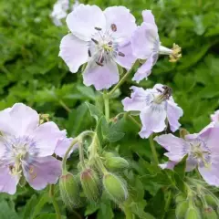 GERANIUM phaeum 'Joan Baker' - Géranium vivace