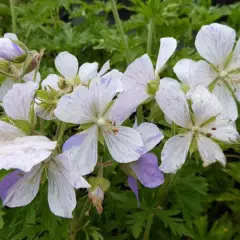 GERANIUM pratense 'Splish-splash' - Géranium vivace