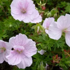 GERANIUM sanguineum 'Apfelblüte'