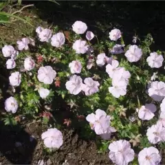 GERANIUM sanguineum 'Apfelblüte'