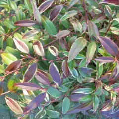 LEUCOTHOE fontanesiana 'Walteri' - Arbuste nain au feuillage persistant