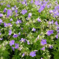 GERANIUM sylvaticum 'Birch Lilac' - Géranium vivace